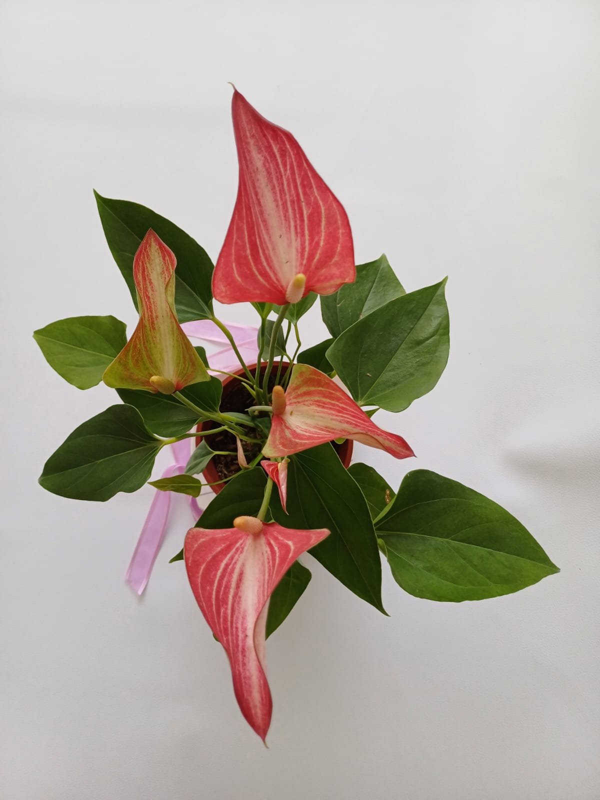 WhatsApp Image 2025-05-03 at 4.10.14 PM (3)