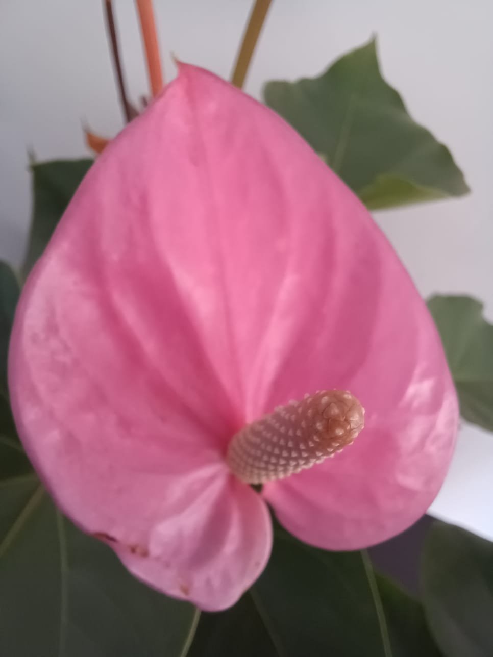 WhatsApp Image 2025-05-03 at 4.10.14 PM